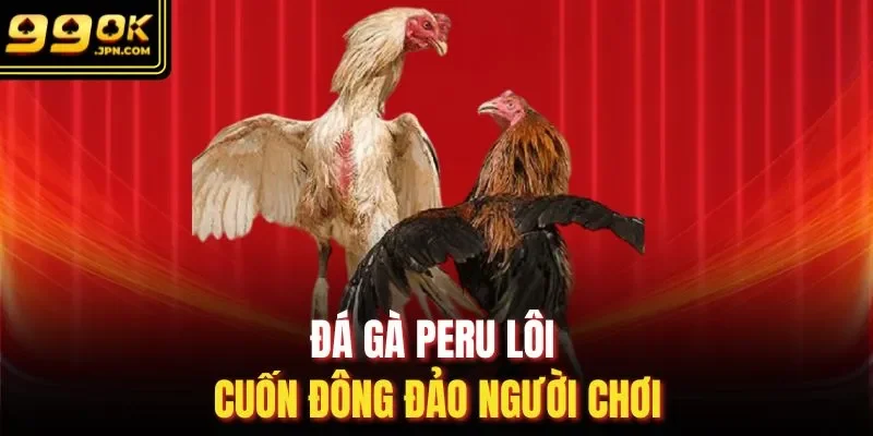 Đá gà Peru lôi cuốn đông đảo người chơi