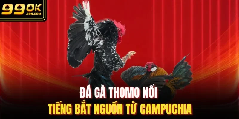 Đá gà Thomo nổi tiếng bắt nguồn từ Campuchia
