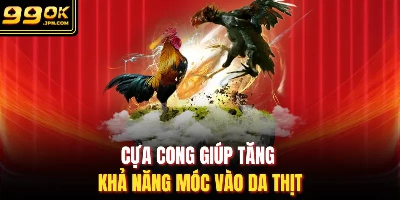 Cựa cong giúp tăng khả năng móc vào da thịt