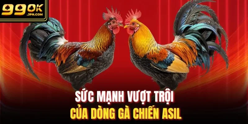 Sức mạnh vượt trội của dòng gà chiến Asil